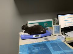 -关爱宠物医院·猫科中心·消化科(滨湖万达分院)