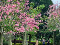 -风云岭森林公园