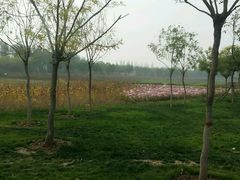 -武清南湖绿博园