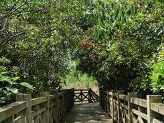 -桤木河湿地公园