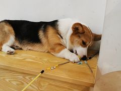 -Heymao猫咖.咖啡厅(东门店)