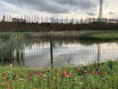 -上海长兴岛郊野公园