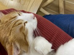 -李小姐の猫咖啡馆(五角场店)