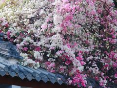 -深圳国际园林花卉博览园