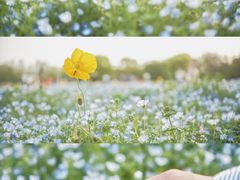 -上海滨江森林公园