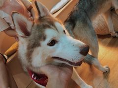 -Husky Go! 哈士奇体验馆·宠物咖啡厅狗咖