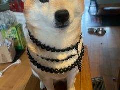 -爱侣宠医·鹦鹉专科·小型哺乳类·异宠专科(灵石路店)