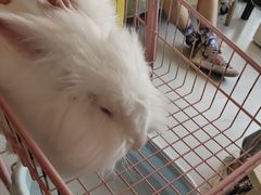 -我爱猫咪·猫咖·狗咖·安哥拉兔·羊驼咖(小寨华旗店)