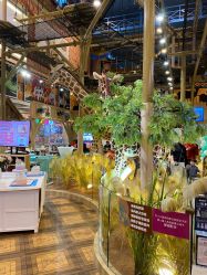 -卡通尼·Safari非洲探索乐园·生日会(金桥国际商业广场店)