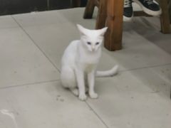 -回坊马二饺子馆