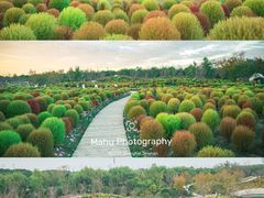 -花开海上生态园