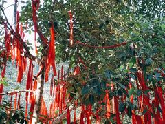 -西双版纳原始森林公园