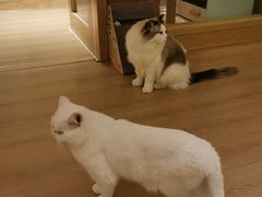 -猫腻·猫咖·撸猫馆(星光大道店)