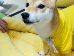 -逗柴咖啡屋·狗咖猫咖宠物桌游