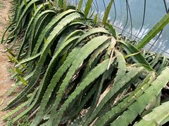 -海上花岛玫瑰园采摘