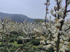 -树山生态村