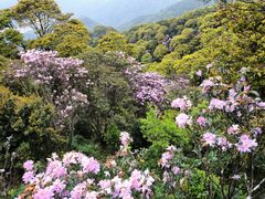-梧桐山风景名胜区