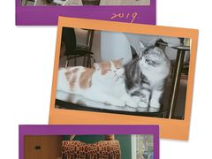 -飞行喵MR PILOT|猫舍·猫咖(静安大融城店)