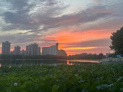 -莲花池公园