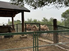 -青藏高原野生动物园