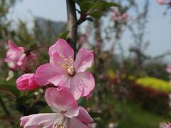 -无锡新湖铂尔曼大酒店