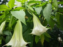 -四川大学(华西校区)