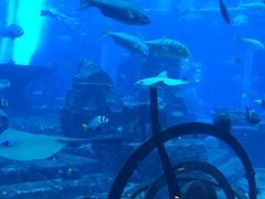 -迪拜水族馆及水下动物园