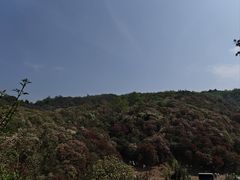 -贵州百里杜鹃风景名胜区