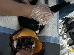-嘉馨宠物医院·CT影像转诊·心脏科·犬猫全科诊疗中心(下沙大学城院区)