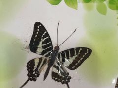 -上海昆虫博物馆