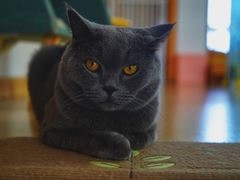 -猫在这儿猫咪咖啡馆·撸猫馆