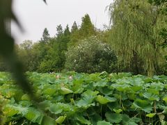-高子水居