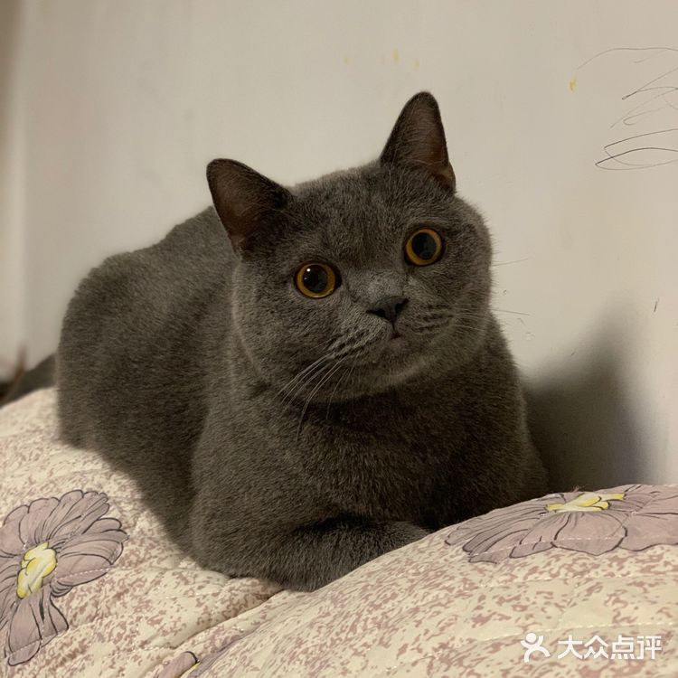 肥的流油、活波可爱的小猫咪!