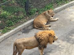 -大连森林动物园