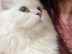 -中农大我爱我爱动物医院·核磁CT·猫病·24小时夜诊中心(石佛营店)