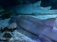 -海合安武汉极地海洋公园
