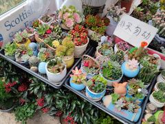 -曲阳花鸟市场(曲阳路店)