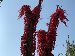 -三里河公园