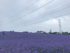 -紫颐香薰山谷景区
