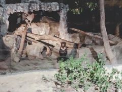 景点-清迈夜间动物园