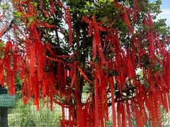 -中国扬子鳄村