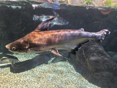 -太平洋海底世界