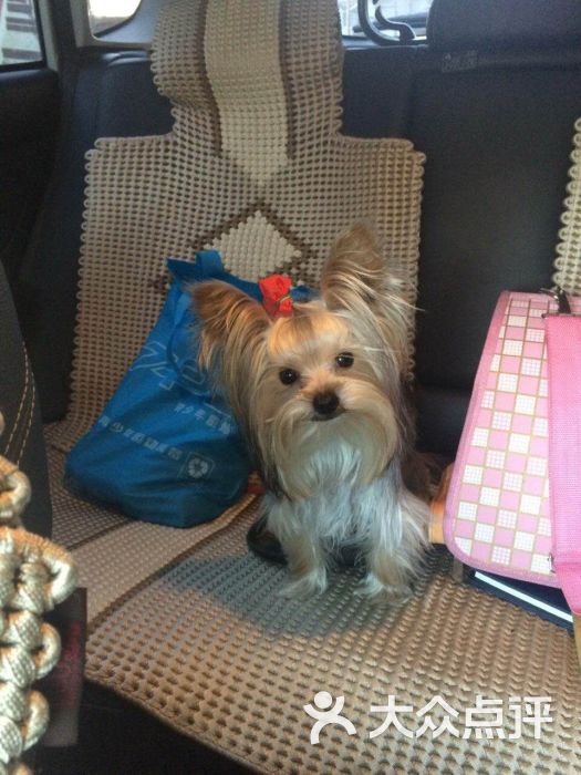 可鲁宠物会所图片 - 第13张