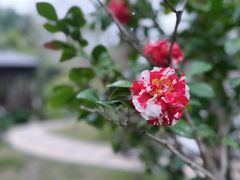-深圳国际园林花卉博览园