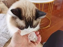 -Catmate·猫肥家润(金润铂宫店)
