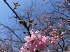 -天适樱花悠乐园