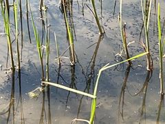 -新江湾城公园