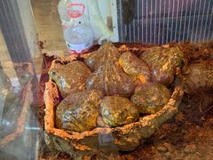 -酷以爬仙阁实体爬宠店·守宫·蜥蜴·专业繁育