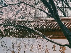 -桃花堤公园