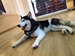 -Husky Go! 哈士奇体验馆·宠物咖啡厅狗咖